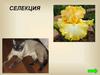Селекция