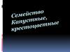 Семейство Капустные, крестоцветные