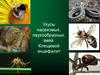 Укусы насекомых, паукообразных, змей. Клещевой энцефалит