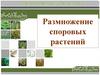 Размножение споровых растений