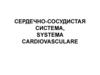 Сердечно-сосудистая система, systema cardiovasculare