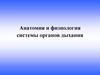 Анатомия и физиология системы органов дыхания