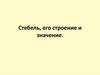 Стебель, его строение и значение