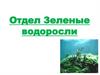Отдел Зеленые водоросли