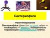 Бактериофаги