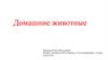 Домашние животные. Виды