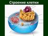 Строение клетки