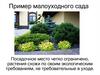 Пример малоуходного сада