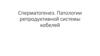 Сперматогенез. Патологии репродуктивной системы кобелей