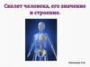 Строение скелета и костей