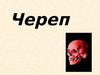 Череп. Общий обзор