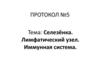 Cелезёнка. Лимфатический узел. Иммунная система. Протокол №5