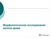 Морфологическое исследование мазков крови