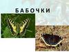 Бабочки