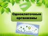 Одноклеточные организмы