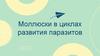 Моллюски в циклах развития паразитов