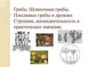 Грибы. Шляпочные грибы. Плесневые грибы и дрожжи. Строение, жизнедеятельность и практическое значение