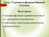Строение и функции нервной системы