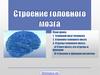 Строение головного мозга