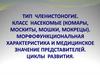 Тип членистоногие. Класс насекомые: комары, москиты, мошки, мокрецы