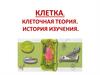 Клетка. Клеточная теория. История изучения