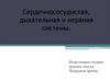 Сердечнососудистая, дыхательная и нервная системы