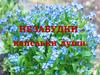 10 ноября – День незабудки