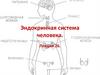 Эндокринная система человека. Лекция 26