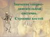 Значение опорнодвигательной системы. Строение костей