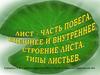 Листья. Строение внешнее и внутреннее