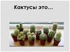 Растения кактусы