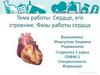 Сердце, его строение. Фазы работы сердца