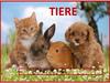 Tiere (5 класс)
