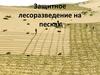 Защитное лесоразведение на песках