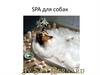 SPA для собак