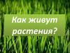 Как живут растения?