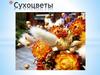 Сухоцветы. Составление флористических композиций