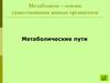 Метаболизм – основа существования живых организмов