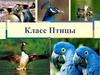 Класс Птицы