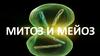 Митоз и мейоз