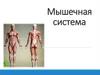 Мышечная система. Типы мышечной ткани