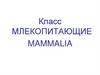 Класс Млекопитающие. Mammalia. Лекция14