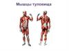 Мышцы туловища