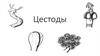 Цестоды. Класс: Cestoda