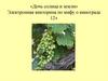 Дочь солнца и земли. Электронная викторина по мифу о винограде