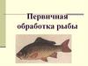 Первичная обработка рыбы