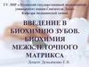 Введение в биохимию зубов. Биохимия межклеточного матрикса (Лекция № 1)