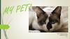 Мой питомец