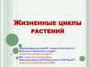 Жизненные циклы растений