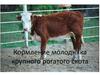 Кормление молодняка крупного рогатого скота